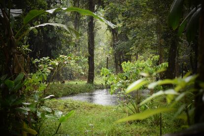 Bosques