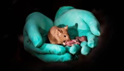 Un ratón nacido de dos madres (a la izquierda) ha llegado a ser un adulto sano y tener su propia descendencia (a la derecha).