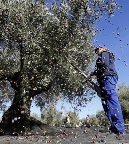 The olive industry is crucial to the economy of southern Spain's Andalusia region.