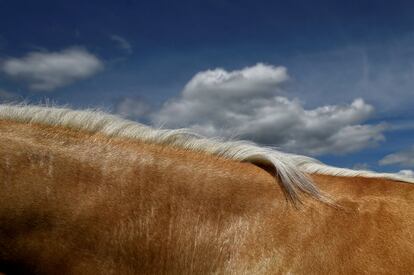 Detalle de la crin de un caballo palomino durante la feria equina de Spancil Hill (Irlanda), el 12 de junio de 2018.