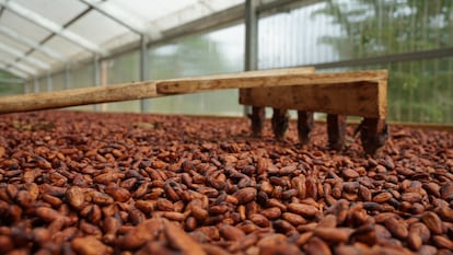 Secado de cacao, tras proceso de fermentación.