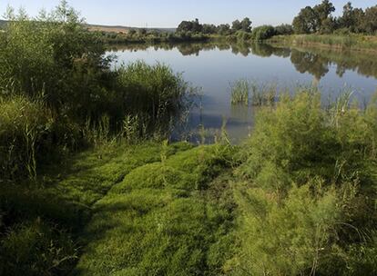 Para la restauración del Guadiamar se intensificó la colaboración de la administración y la comunidad científica. De ese trabajo nació el 'Corredor verde del Guadiamar' y se emprendió un importante programa de investigación para regenerar la zona. Diez años después, y con una inversión de unos 200 millones, los rastros del desastre ya casi no son apreciables y los peces y las aves han vuelto a recolonizar la zona, aunque aún no presenta la misma diversidad de especies que antes del vertido.