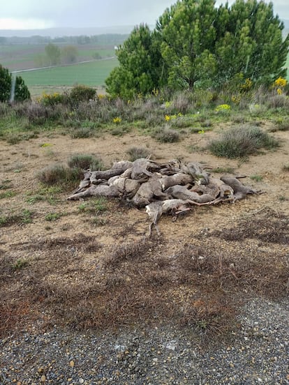 Animales muertos en el Canal Bajo Payuelos. León.  foto. Arsenio Fernández