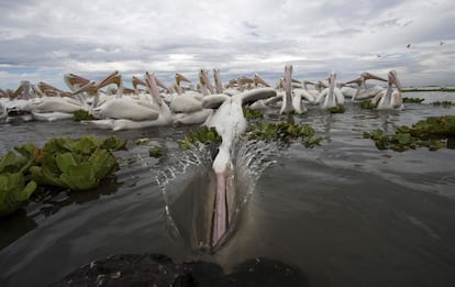 Un pelícano blanco americano busca comida en las aguas del Lago Chapala, en Cojumatlán de Regules (México).