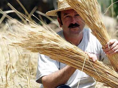 José Aguilera muestra unos manojos de escaña que cultiva en Priego de Córdoba.