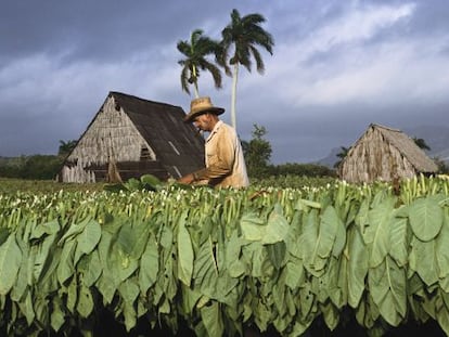 Un plantación de tabaco en Viñales, en la provincia de Pinar del Río (Cuba).