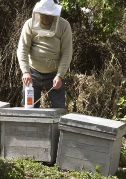 Un apicultor salmantino, Faustino Hernando, se dispone a manipular sus colmenas para aplicar un producto con el que prevenir el ácaro de la varroa, muy agresivo y uno de los mayores causantes de la mortandad de las abejas.
