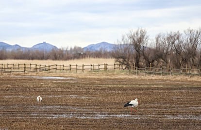 Els aiguamolls de l&#039;Empord&agrave;. 