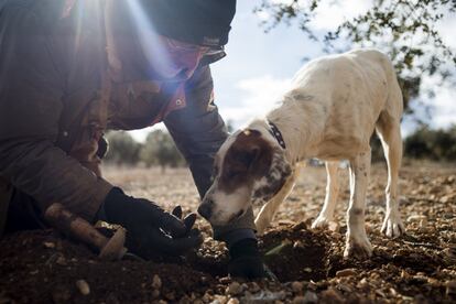 Truficultor con su perro «Monte».