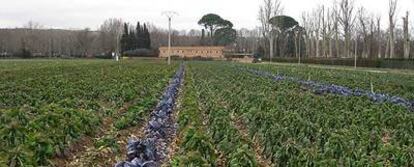 Campo de coles en El Rebollo, una de las huertas históricas de Aranjuez.