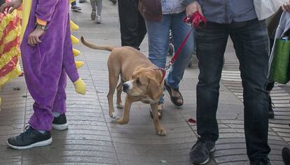 Un gos passejant pel carrer.