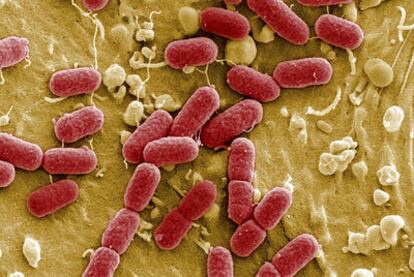 Bacterias<i> E. coli </i>vistas a través del microscopio.