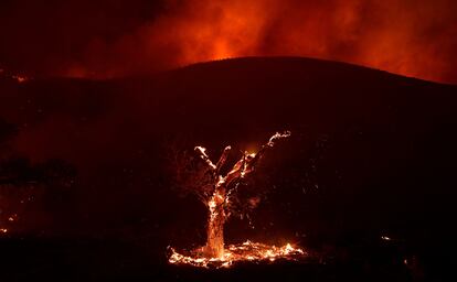 Brasas ardientes caen de un árbol en llamas, mientras el incendio forestal de Fairview alumbra el cielo desde atrás de la colina.