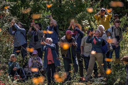 Turistas observando Mariposas Monarca en el Santuario El Rosario, dentro de la Reserva de la Biosfera Mariposa Monarca. Michoacán, México.