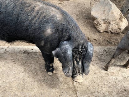 COCHINO NEGRO CANARIO, DIFERENTE DEL IBÉRICO. OREJAS MUY LARGAS Y PEZUÑAS GRUESAS / CAPEL