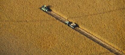 Una cosechadora recoge maíz modificado genéticamente en Kansas (EE UU).