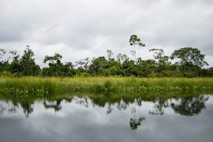 La laguna Imiría, es uno de los principales humedales amazónicos que posee esa área de conservación regional peruana.