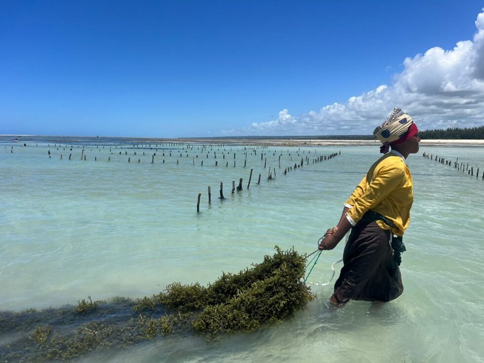 Las algas aportan beneficios a la población de Mozambique, pero no son la panacea para combatir la crisis climática