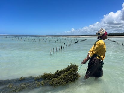 Una mujer arrastra algas cultivadas en el proyecto de InOM en el norte de Mozambique.