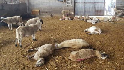 Varias ovejas muertas por el ataque de un perro en una granja de Ponts, Lleida.