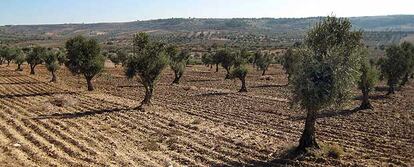 Paisaje de olivares en Campo Real.