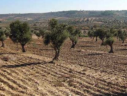 Paisaje de olivares en Campo Real.