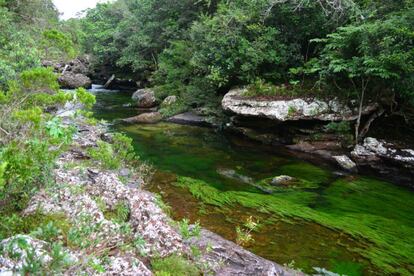 La 'macarenia clavígera' es la que colorea Caño Cristales de fucsias, rojos y verdes.