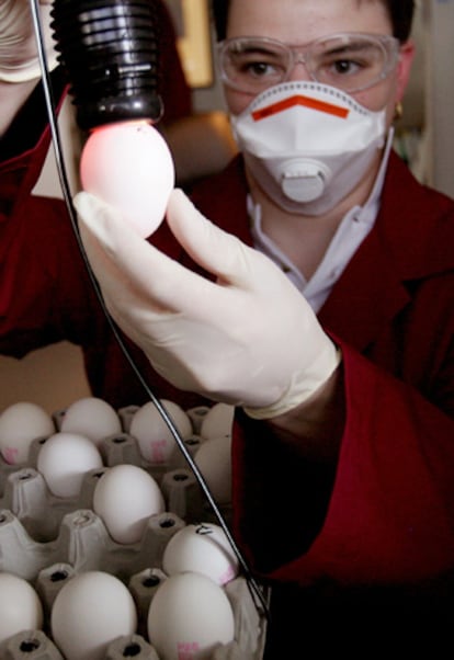 Análisis de huevos en un laboratorio belga.