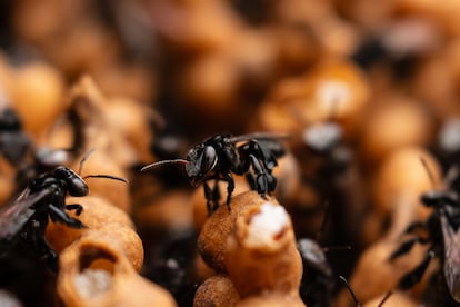 La legislación de Perú se ha modificado para promover la preservación de las abejas sin aguijón.