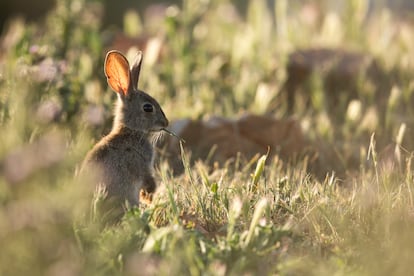 Conejo de monte comiendo hierba.