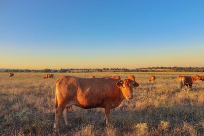 Una de las vacas de Ángel del Valle pasta en el campo seco durante un atardecer de julio.