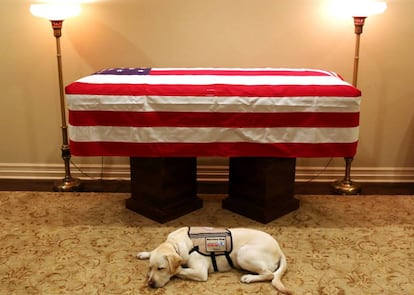 'Sully', el perro guía del expresidente de EE UU George Bush padre, descansa frente a su ataúd este domingo en Houston.