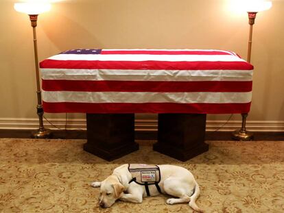 'Sully', el perro guía del expresidente de EE UU George Bush padre, descansa frente a su ataúd este domingo en Houston.