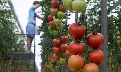 Tomates