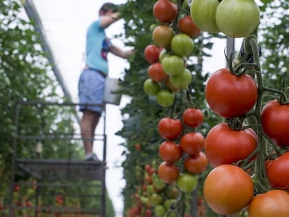 Un trabajador pone perchas en un invernadero de tomate en La Cañada, Almería.