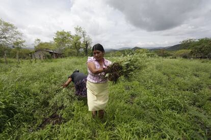 Paula Elvira Estrada, productora de la Comunidad El Volcán, recolecta material verde para la elaboración de composta, Las Lomas, Aguas Calientes.