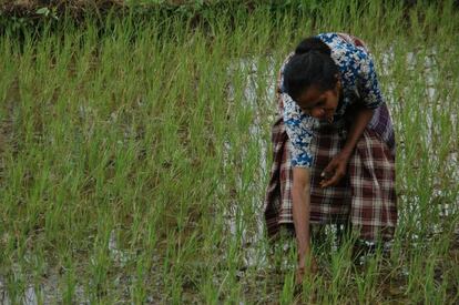 2008, Kupang, Timor Occidental, Indonesia. Programa de distribución de alimentos por trabajo para estimular la producción de arroz. Mediante su trabajo en el campo, los agricultores producen sus propios alimentos y adquieren la capacidad de producir excedentes, que después podrán comercializar en los mercados. Un porcentaje muy relevante de los trabajadores de las explotaciones agrícolas familiares son mujeres.
