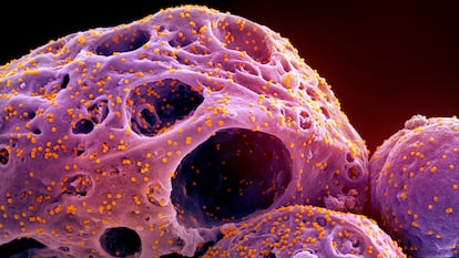 Atlas virus respiratorios