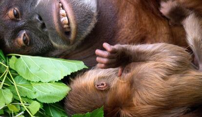 Un orangután recién nacido descansa en los brazos de su madre, en el zoo de Dresde, Alemania.