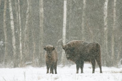 European bison female with calf, in a snow-covered field in Bialowieza National Park in Poland. 