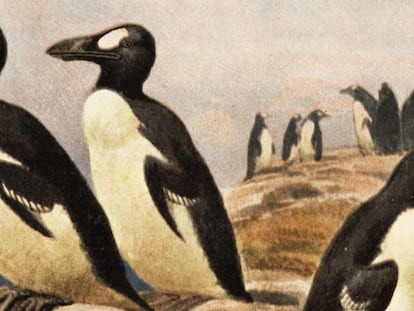 Cuando los verdaderos pingüinos se extinguieron