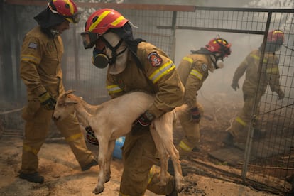 Un bombero rescata a una cabra en Acarnas, durante los incendios de Grecia, este miércoles.