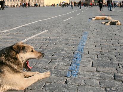 Perros callejeros toman el sol primaveral en la Plaza Roja de Moscú, en 2007