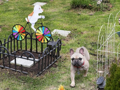 Fotografía del 28 de julio de 2023 que muestra a un perro mientras camina entre las tumbas del cementerio de mascotas Funeravet, en La Calera (Colombia). EFE/Carlos Ortega