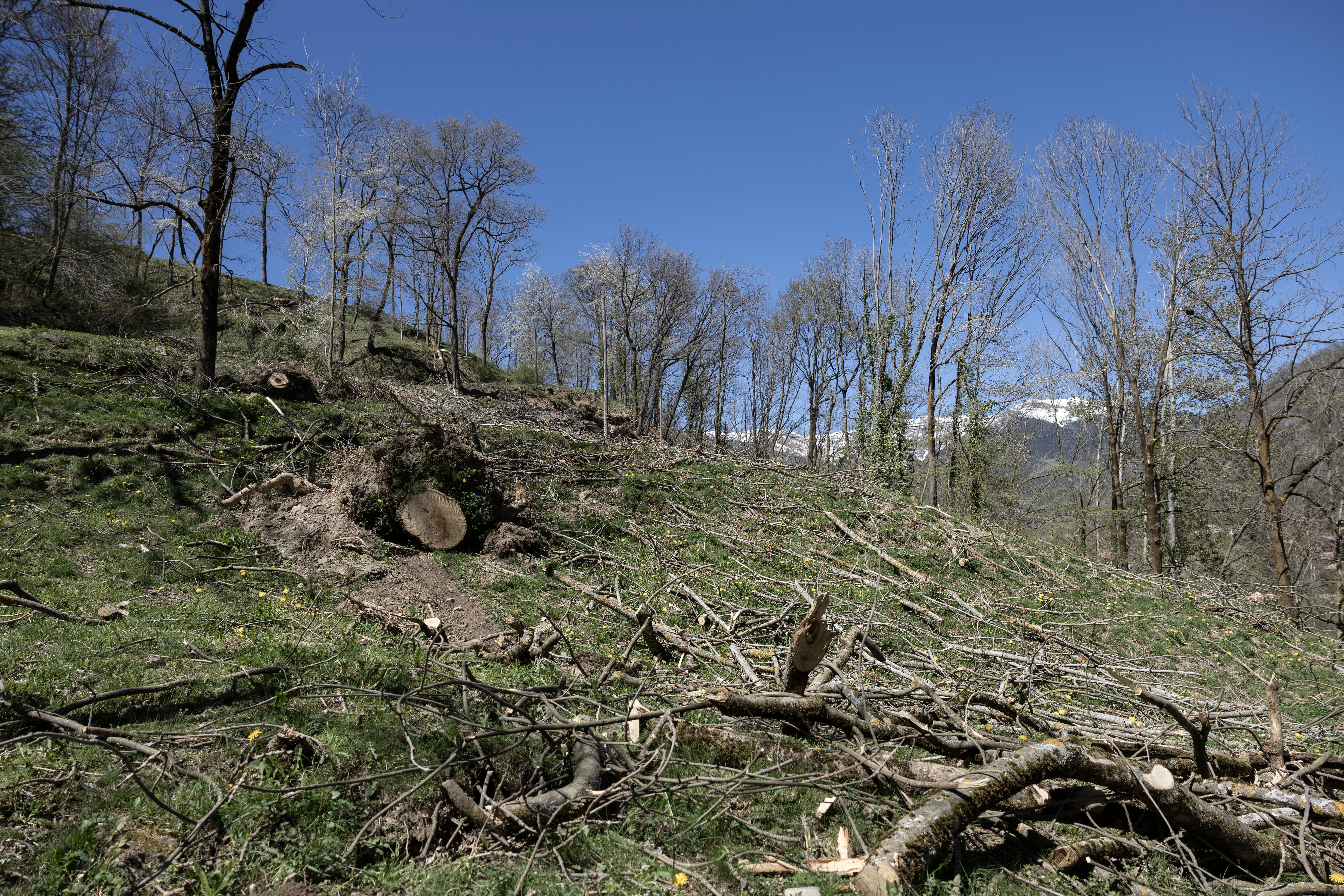 Árboles caídos en una bosque frente a Vilallonga del Ter (Girona).  