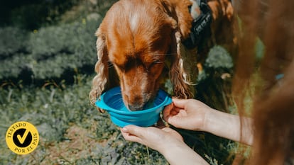 Los mejores comederos portátiles para perros