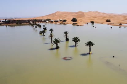 Los troncos de una decenas de palmeras permanecen sumergidas tras las fuertes lluvias caídas en Merzouga (Marruecas), el 2 de octubre. 