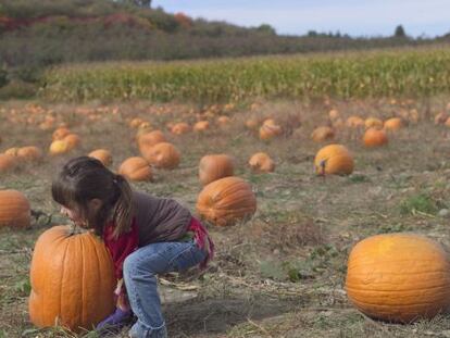 Una niña recogiendo calabazas en una granja del estado de Nueva York.