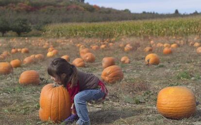 Una niña recogiendo calabazas en una granja del estado de Nueva York.