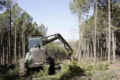 Tala en el pinar de Las Navas del Marqus (?vila) para construir la Ciudad del Golf.